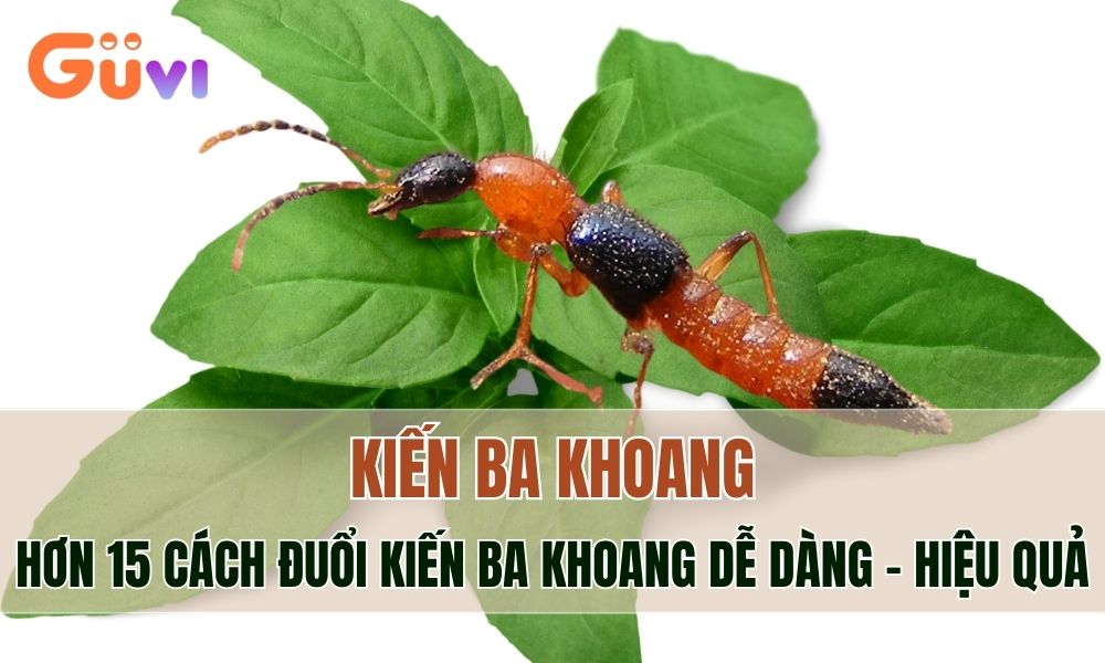 cach duoi kien ba khoang