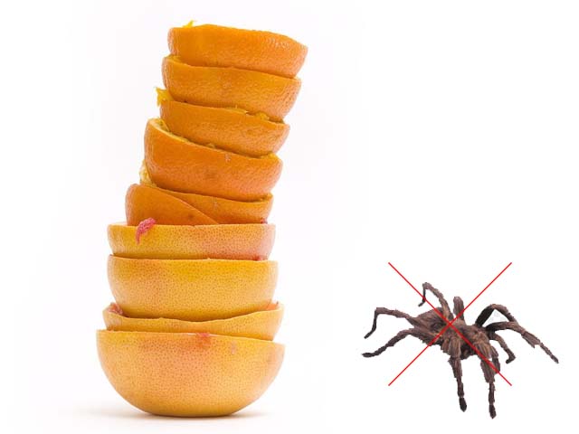 Phòng chống nhện bằng vỏ chanh cam và bưởi
