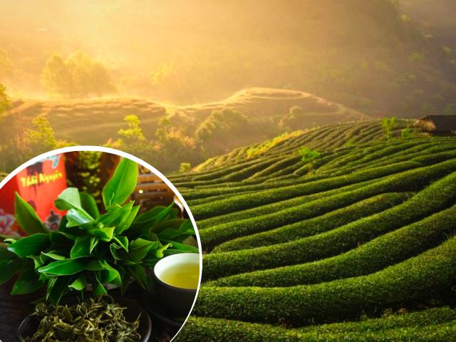 các loại trà ngon nhất ở Việt Nam - trà xanh thái nguyên