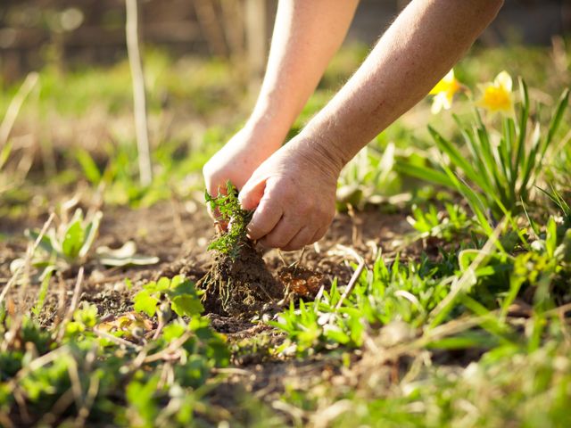 Tiêu diệt cỏ dại thường xuyên giúp sân vườn sạch sẽ