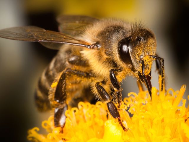 Đặc điểm nhận dạng ong mật