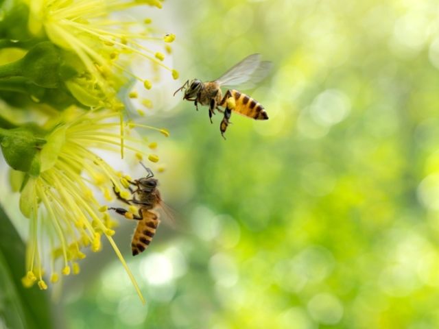 Ong là loài côn trùng thường sinh sống ở nơi có khí hậu nóng ẩm
