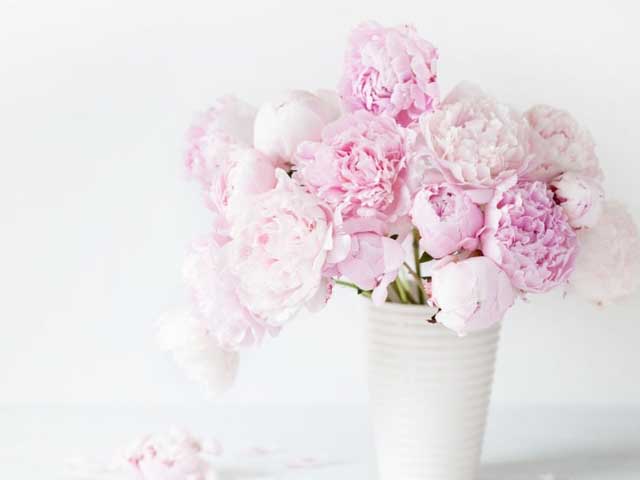 hoa mẫu đơn trắng hồng
