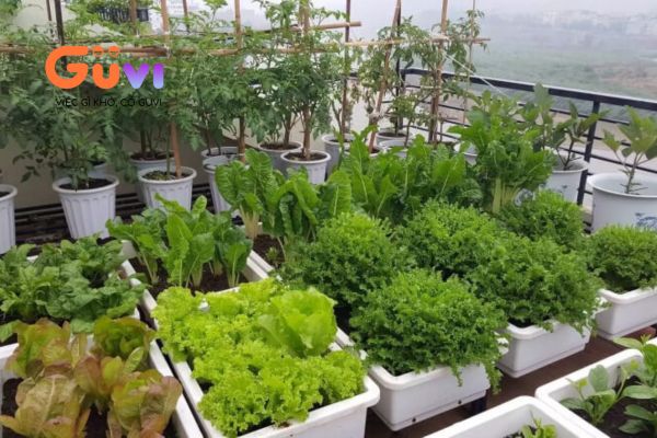 Lưu ý khi trồng rau hữu cơ tại nhà